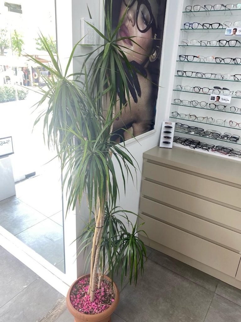 salon saksı - 4