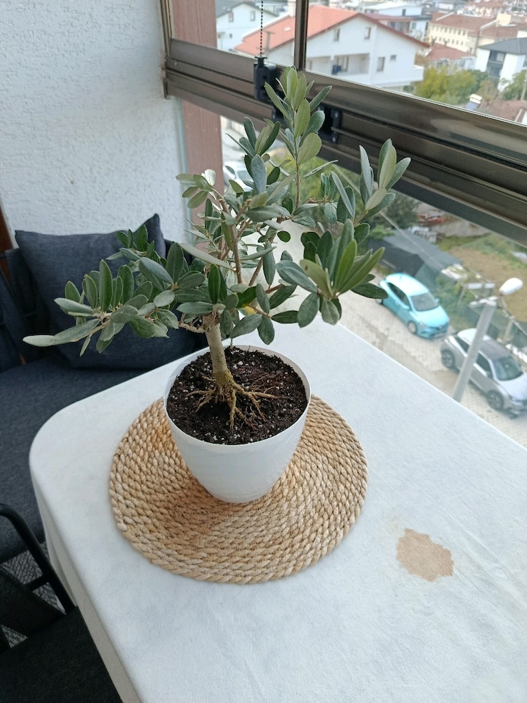 bonsai zeytin - 4