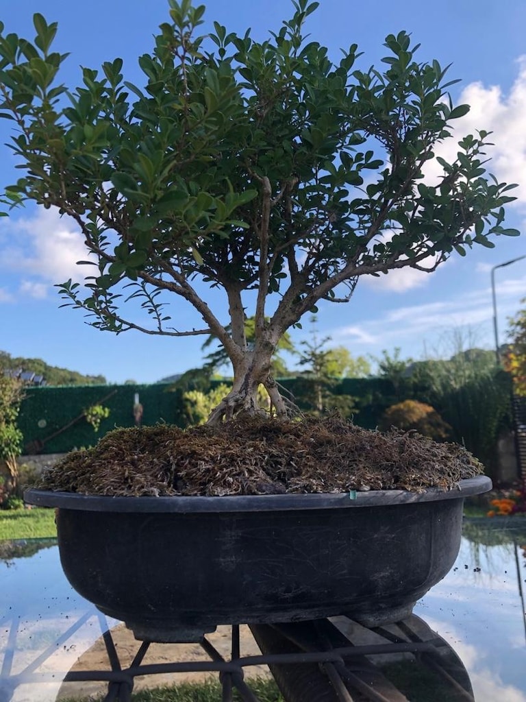 Saksıda Bonsai - 3