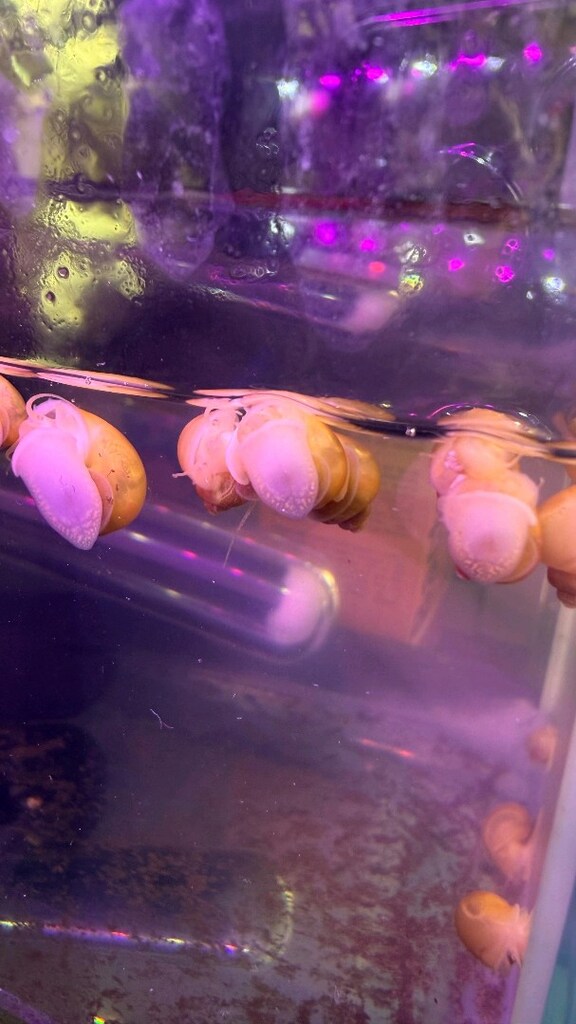 !! KAMPANYA !! 2 Adet Elma Salyangozu (1-3 cm) - 4