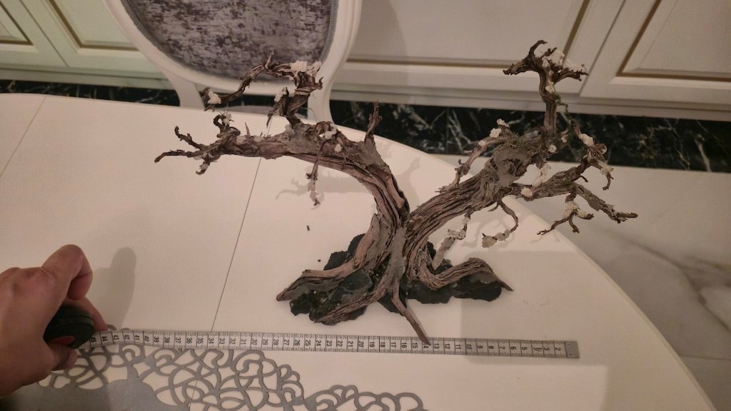 Doğal moss ağacı - 4