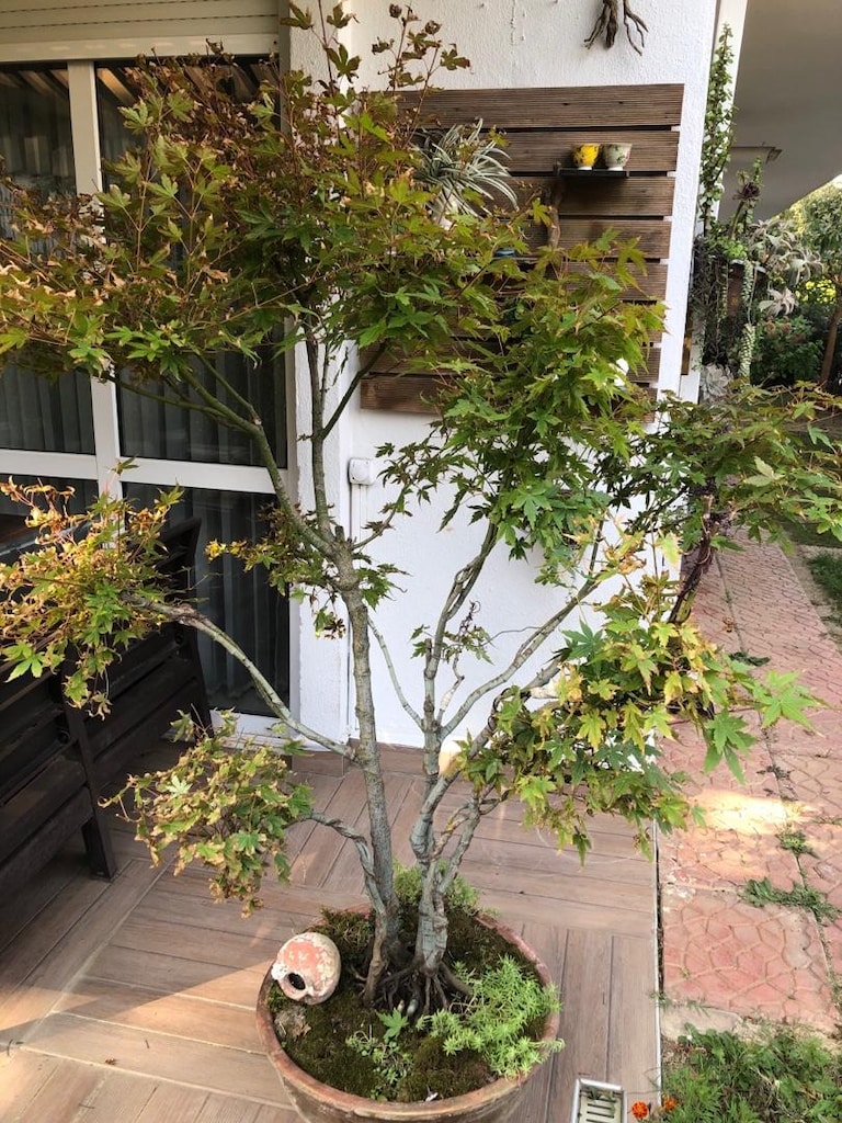 Toprak Saksıda Akçaağaç Bonsai - 2