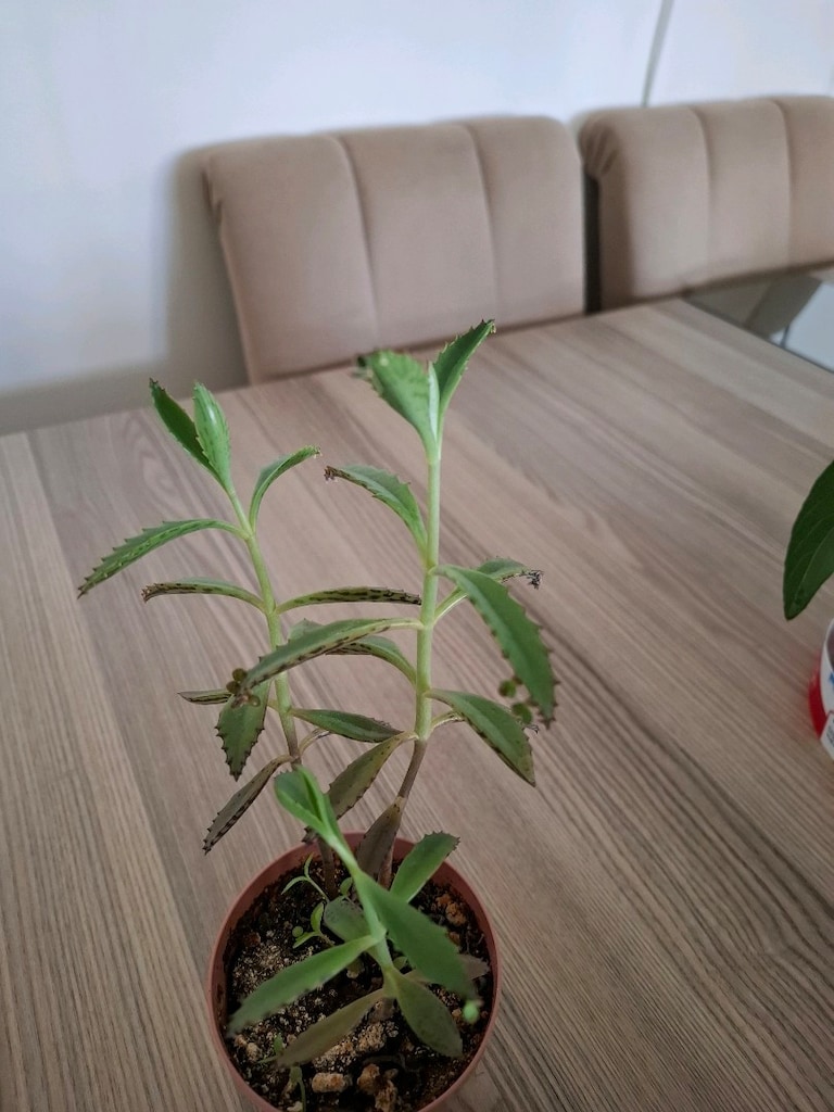 Canlı çiçekler ( hepsi 350₺ ) - 4