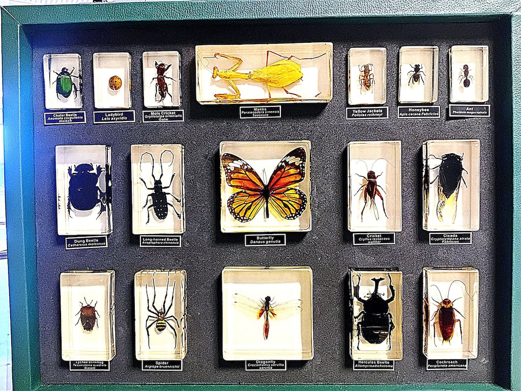 Gerçek Böcek Koleksiyonu Entomoloji Seti | Eğitim & Dekoratif- Çantalı - 2