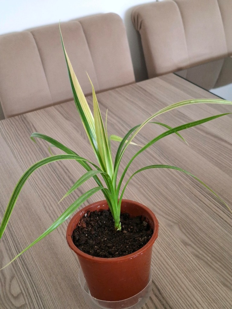 canlı çiçekler ( ikisi 250₺) - 7