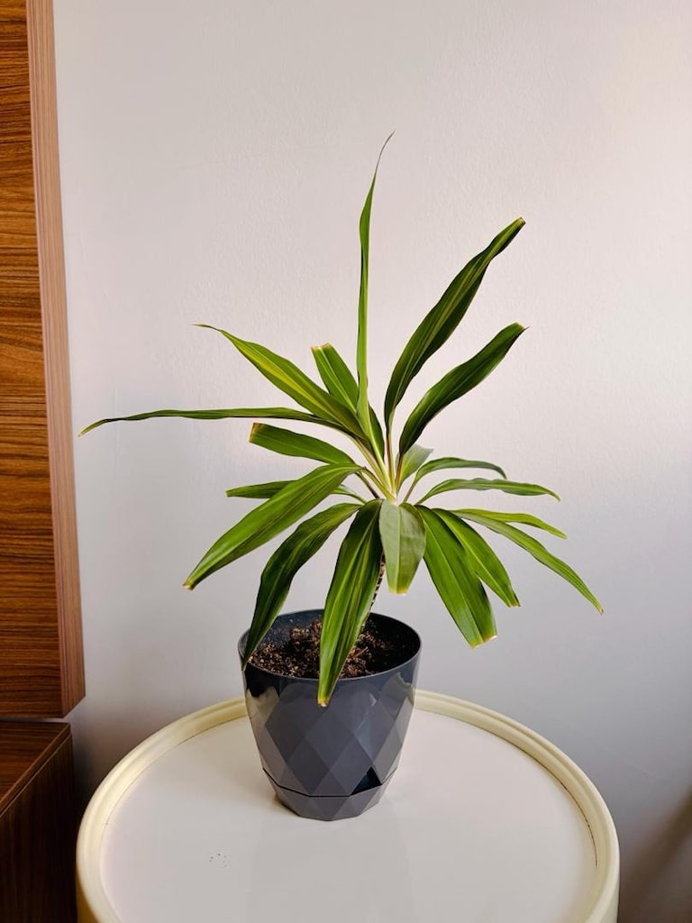 Sağlıklı ve Bakımlı Dracaena Salon Çiçeği 45 cm - 4