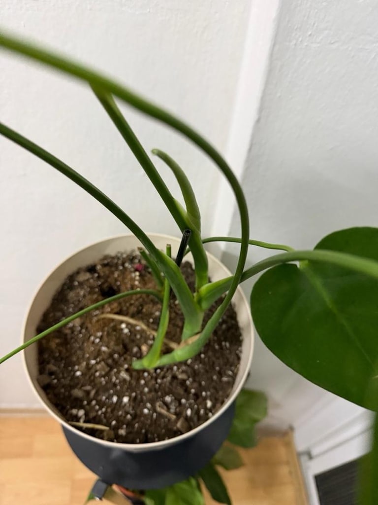 Monstera Devetabanı bitkisi - 3