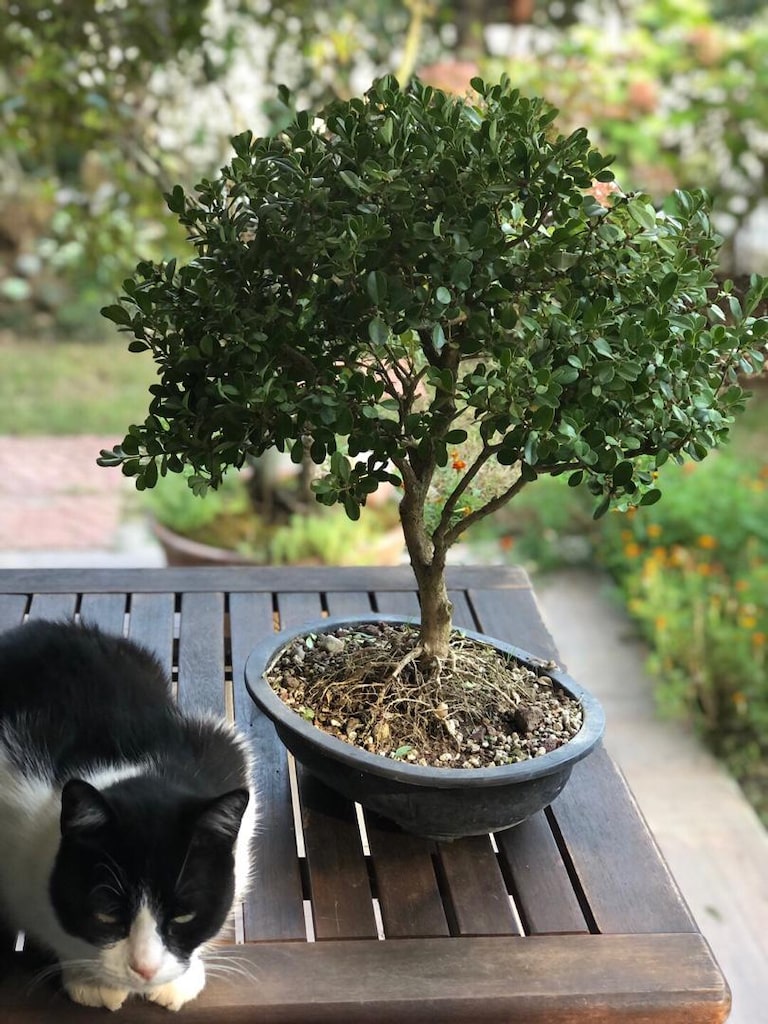 Bonsai Ağacı - 4