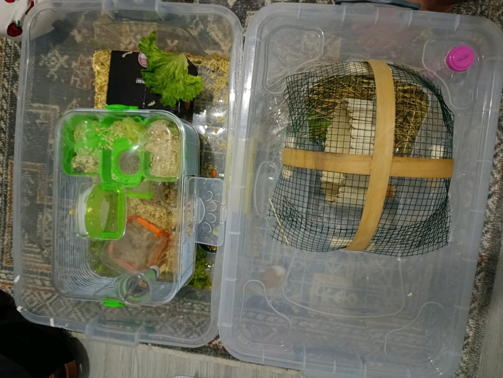 hamster