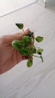 AKVARYUM ANUBİAS - 2