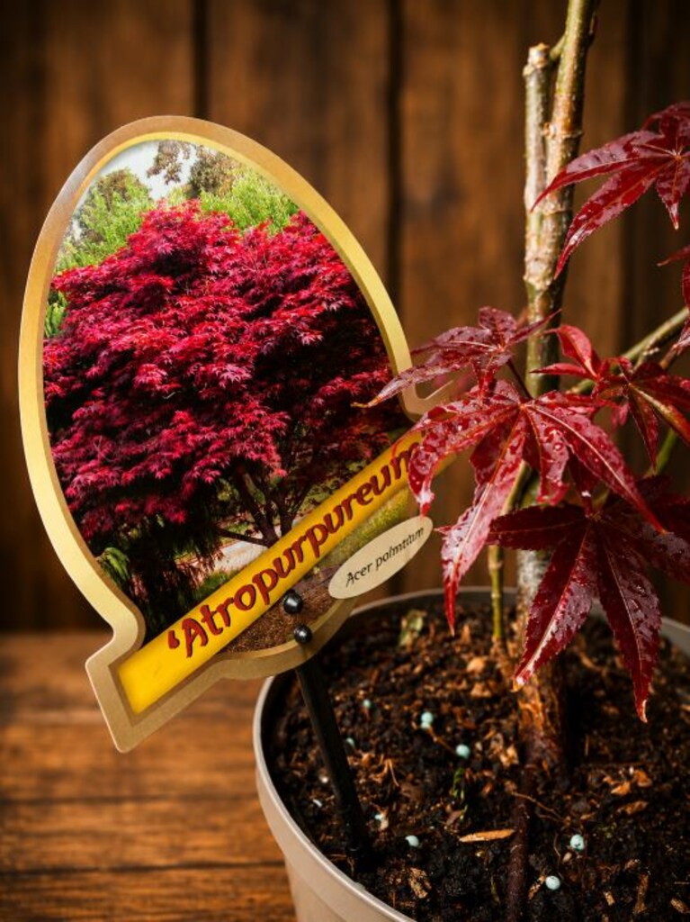 Bonsai Acer Atropurpureum - 2