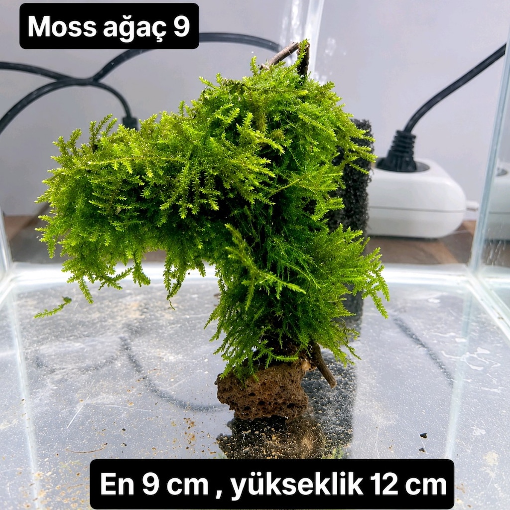 Mosslu ağaç çesitleri - 12