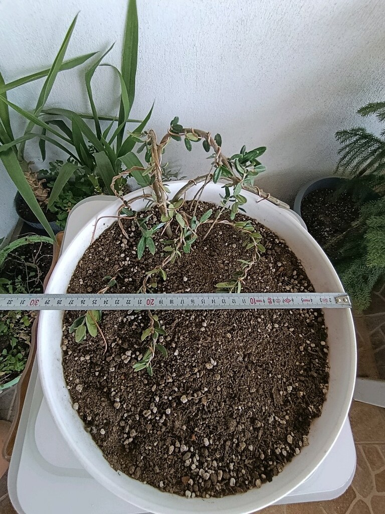 bonsai - 4