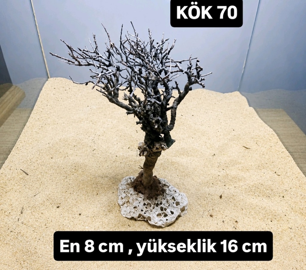 Moss ağacı - 15