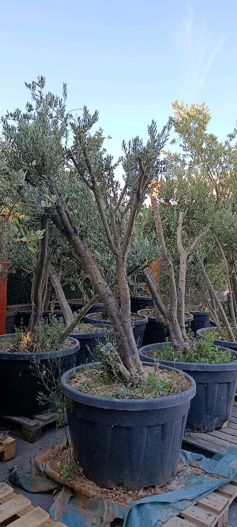 40 adet saksıda zeytin ağacı - 2