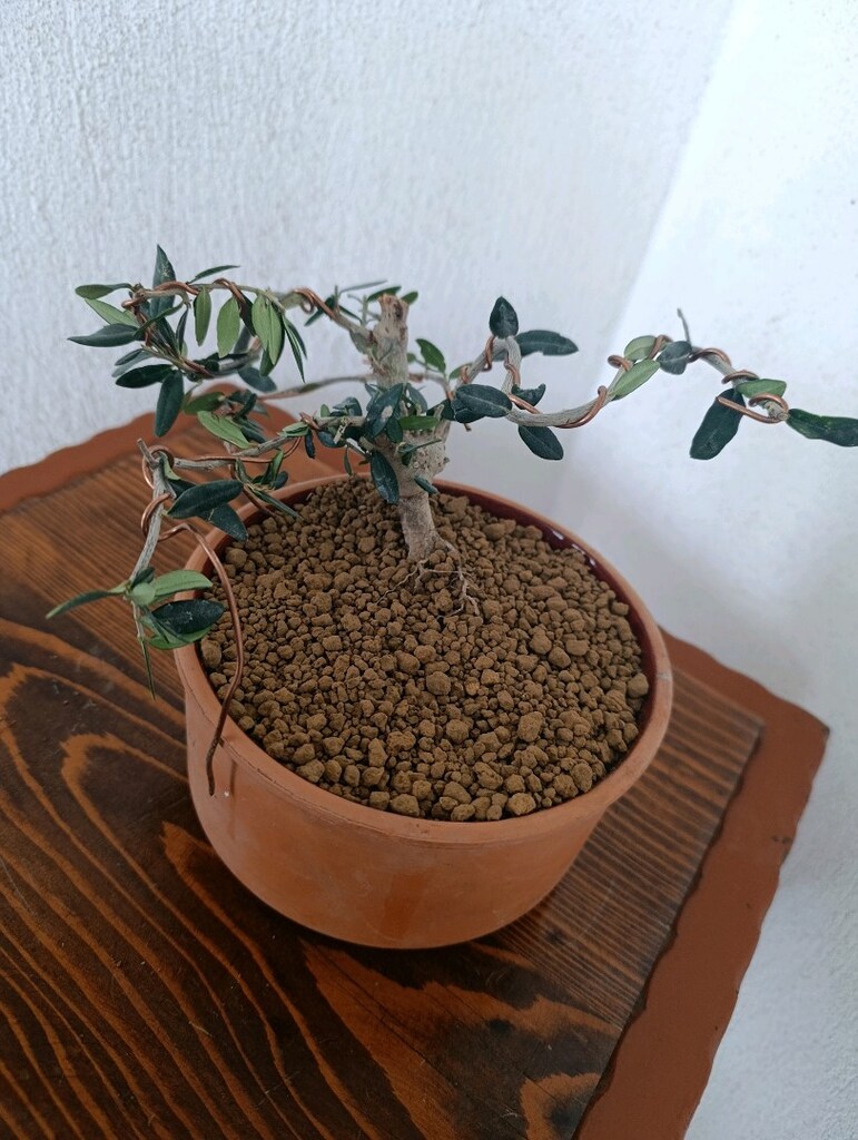 bonsai - 2