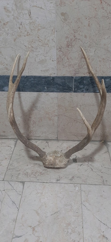 geyik boynuzu - 4