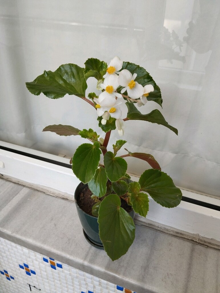 Begonya saksı çiçeği - 3
