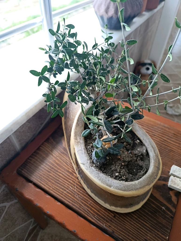 zeytin bonsai adayı - 6