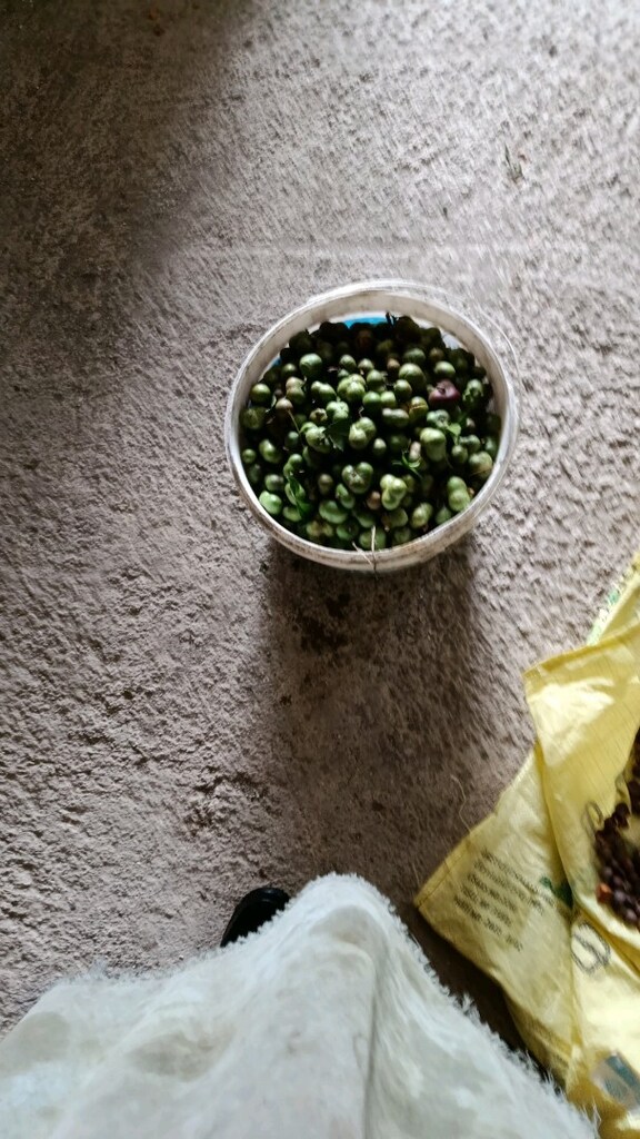 Çay tohumu - 2