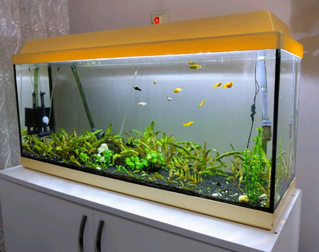 uygun fiyata bitkili akvaryum seti(120litre) - 7