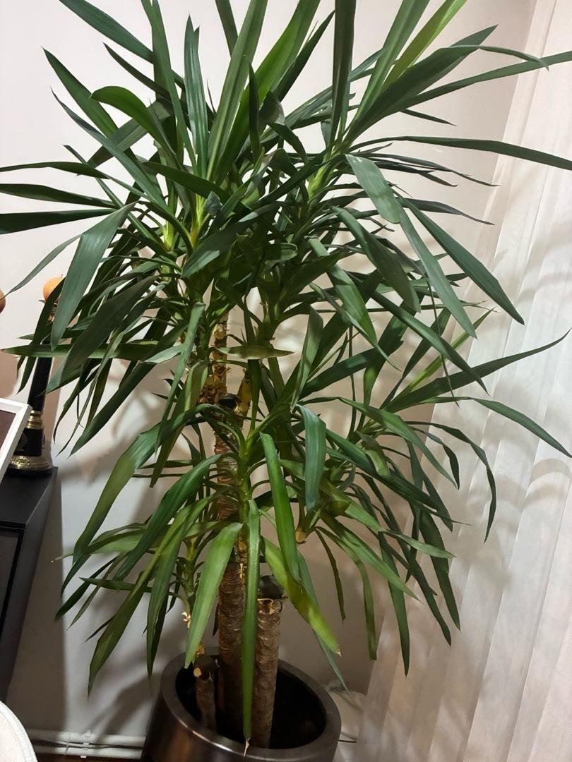 Yuka bitkisi (yucca) - 2
