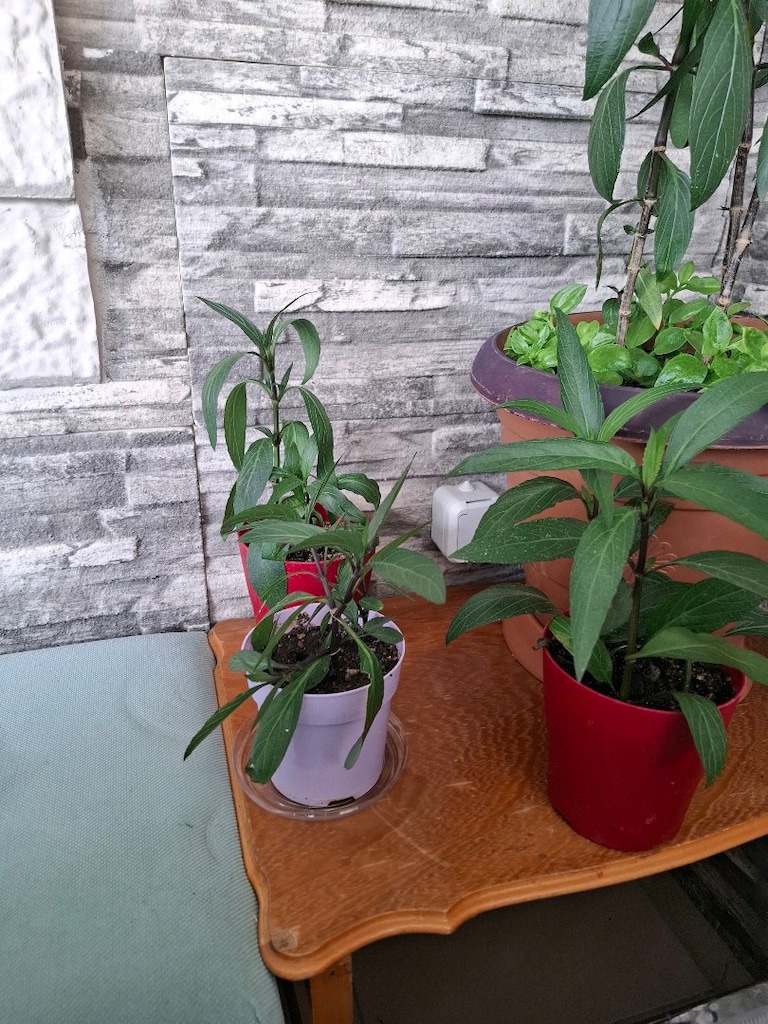 Meksika petunyası, gelin tacı çiçeği - 9