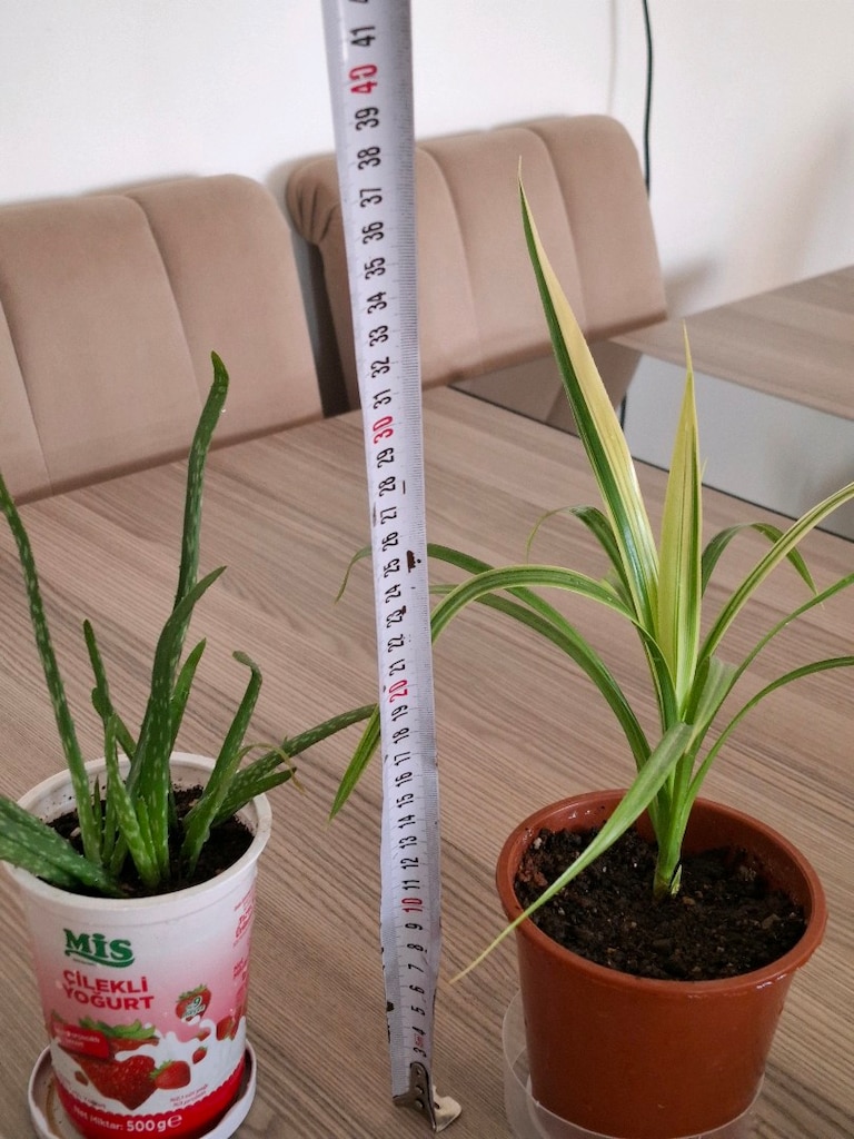 canlı çiçekler ( ikisi 250₺) - 2