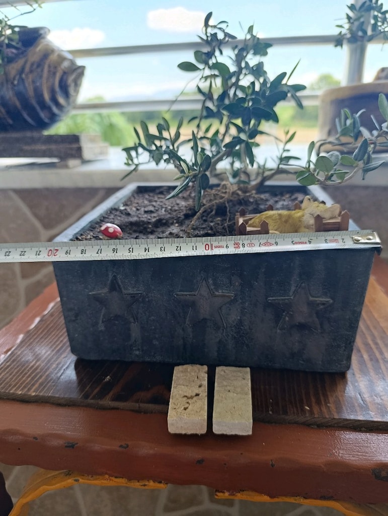 zeytin bonsai - 6