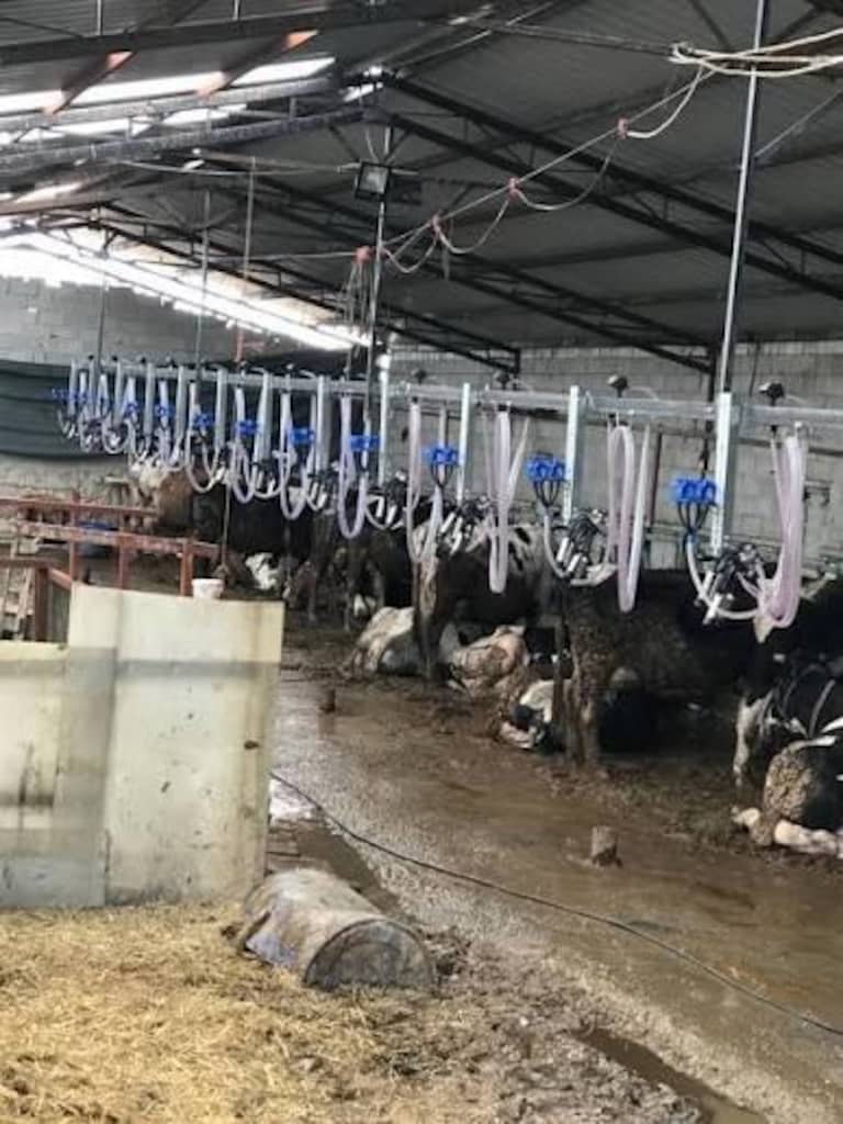20 li sağım sistemi