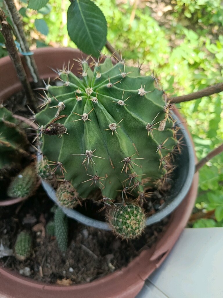 kaktüs anac kaktüs - 2