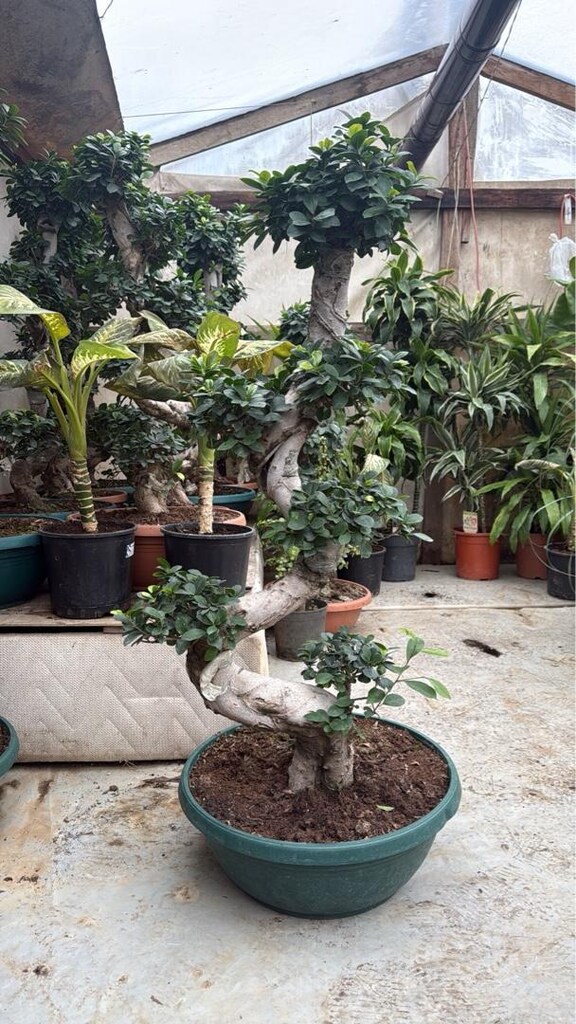 ficus bonsai bitkisi - 5