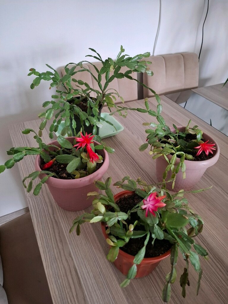 Canlı çiçekler ( tanesi 250₺) - 14
