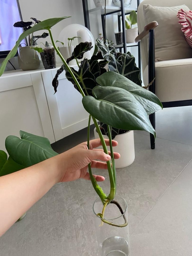 canlı bitki monstera deve tabanı köklü çelik - 4