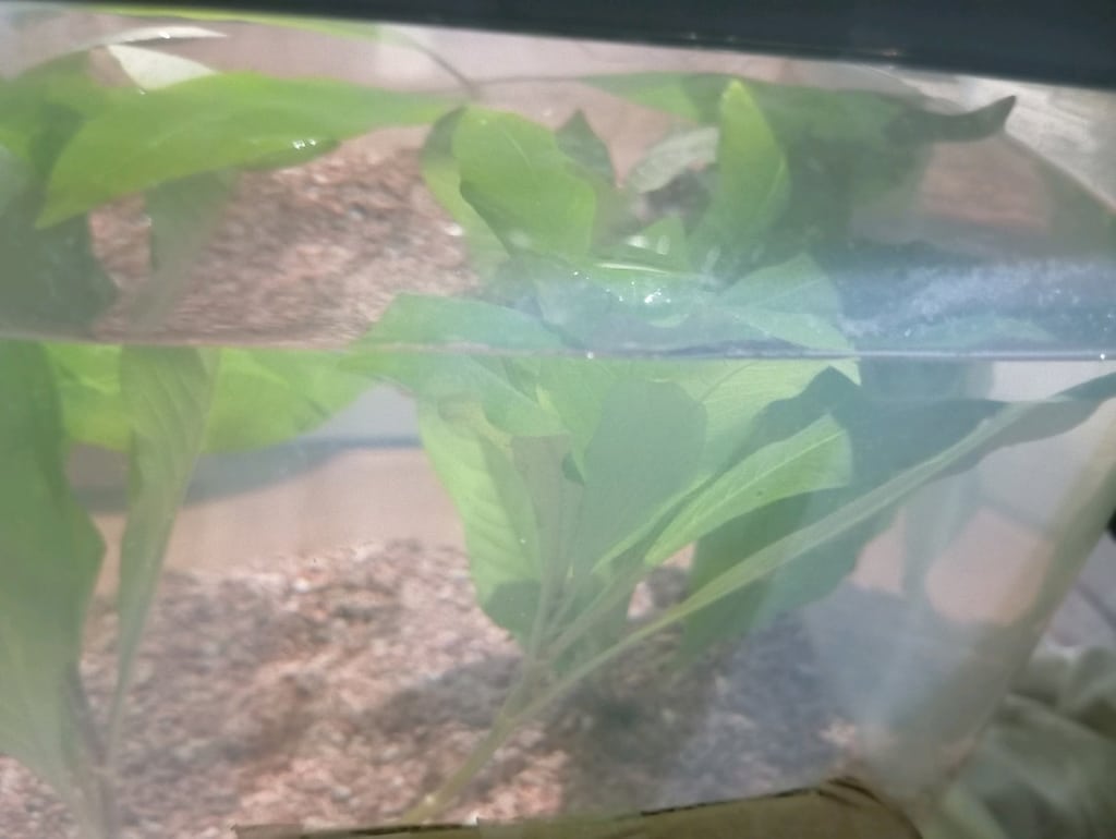 Akvaryum Limon Bitkisi - 5