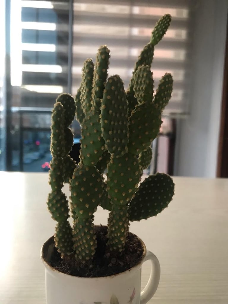 Tavşan kulağı kaktüs- bitki- çiçek - sukulent- sedum - canlı çiçek - 2