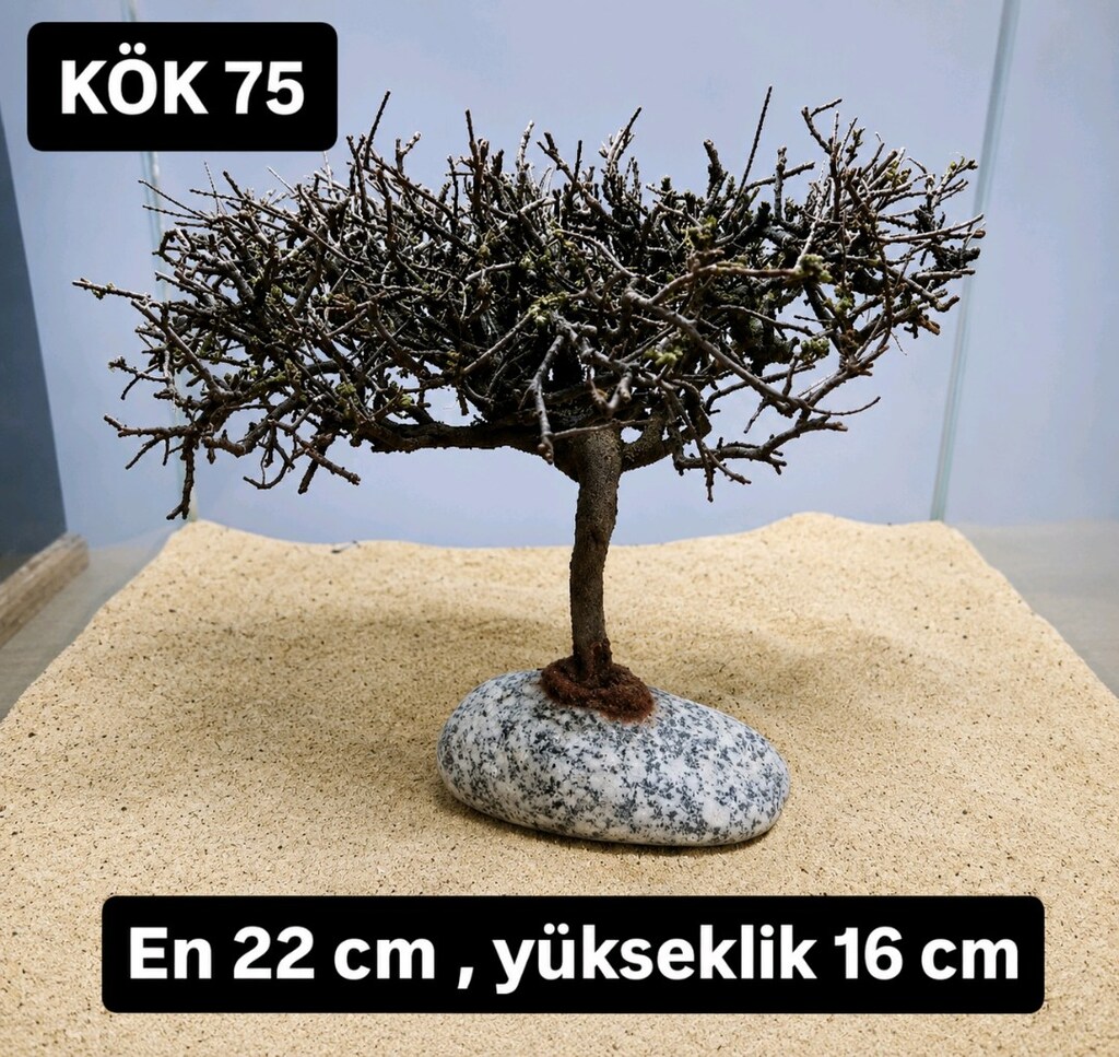 Moss ağacı - 8