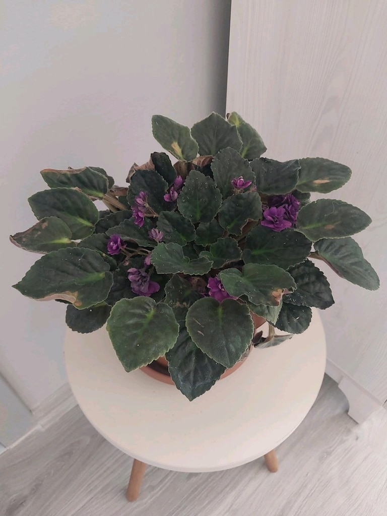 Magenta Menekşe - 7