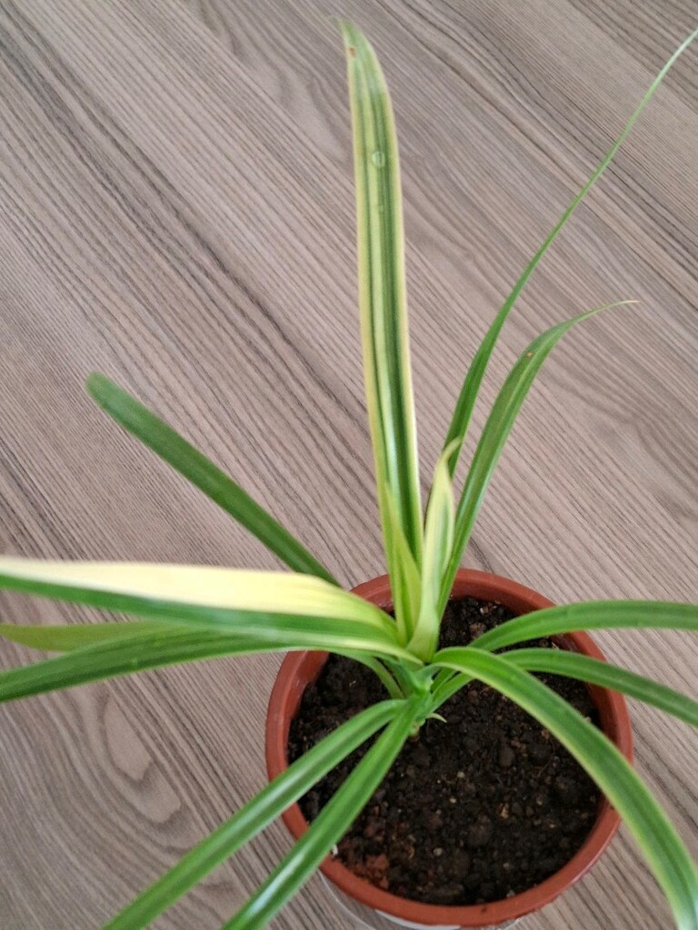 canlı çiçekler ( ikisi 250₺) - 6