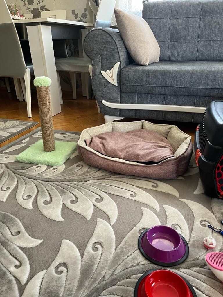 AZ KULLANILMIŞ KEDİ ÜRÜNLERİ - 5