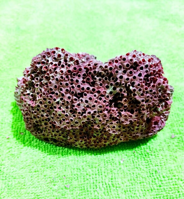 Hakiki Doğal Kırmızı Mercan 100gr