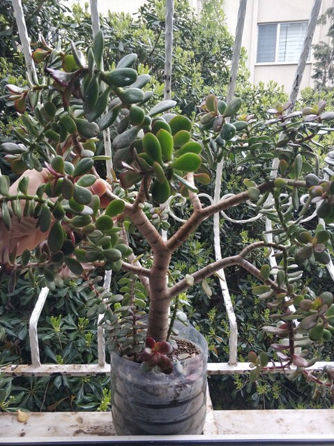 PARA ÇİÇEĞİ - CRASSULA OVATA - YEŞİM AĞACI