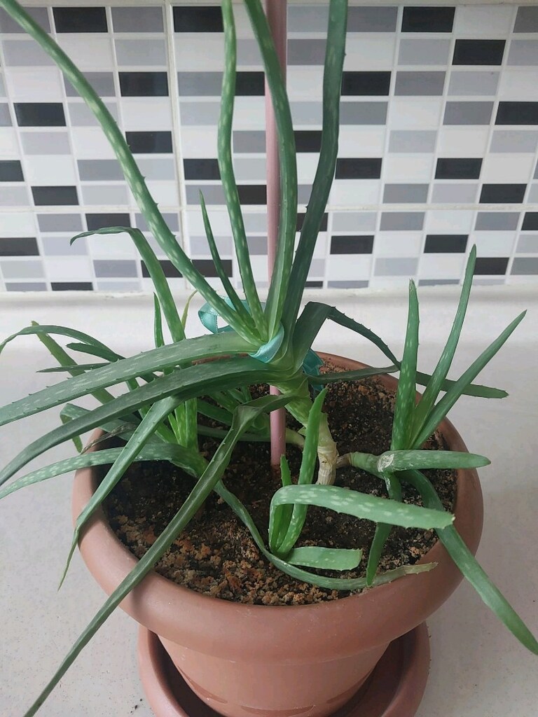 Aloe Vera - 10