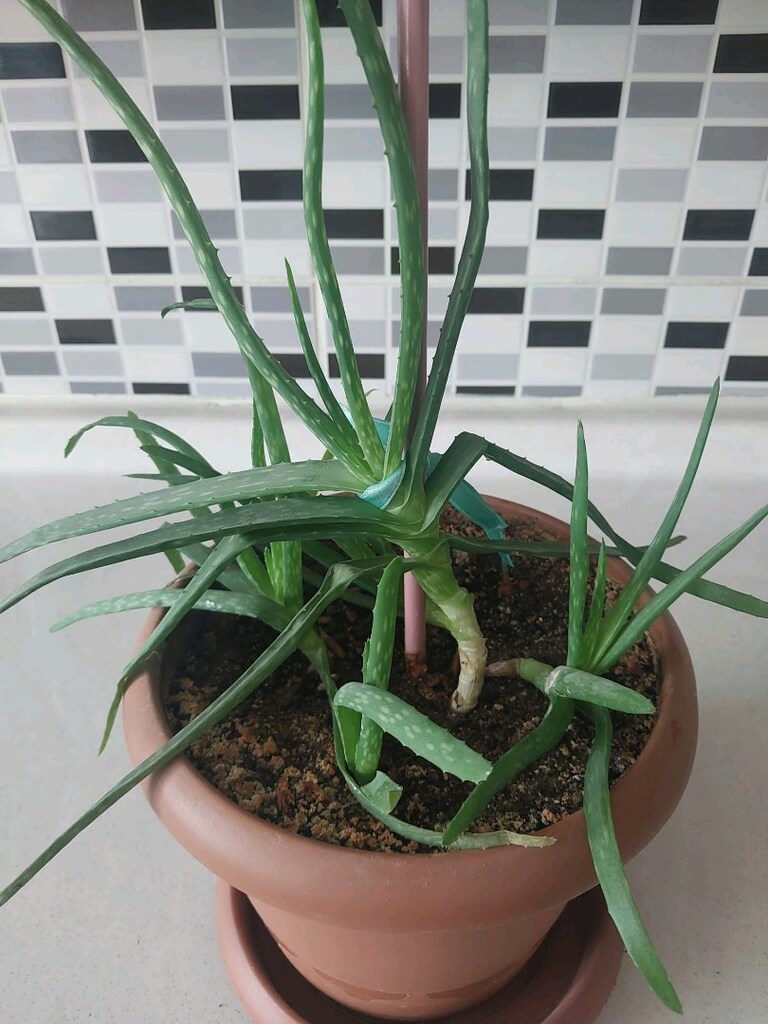 Aloe Vera - 4
