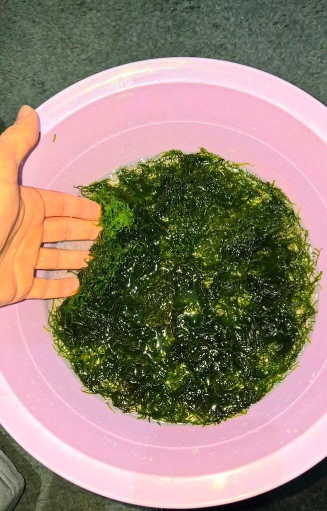 Akvaryum bitkisi Java moss - 3