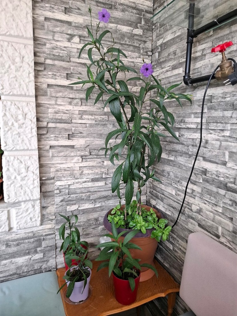 Meksika petunyası, gelin tacı çiçeği - 12