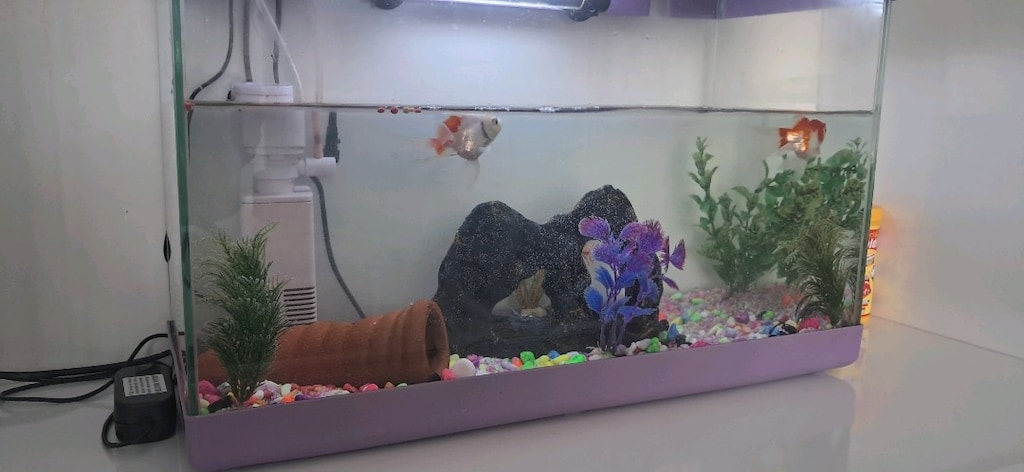 akvaryum 50x35 cm mor renk - 2