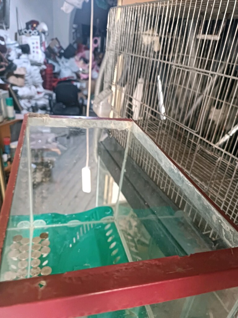 Boş akvaryum 33/25/19 sağlam alana hayırlı olsun profilimde çeşitleri - 4