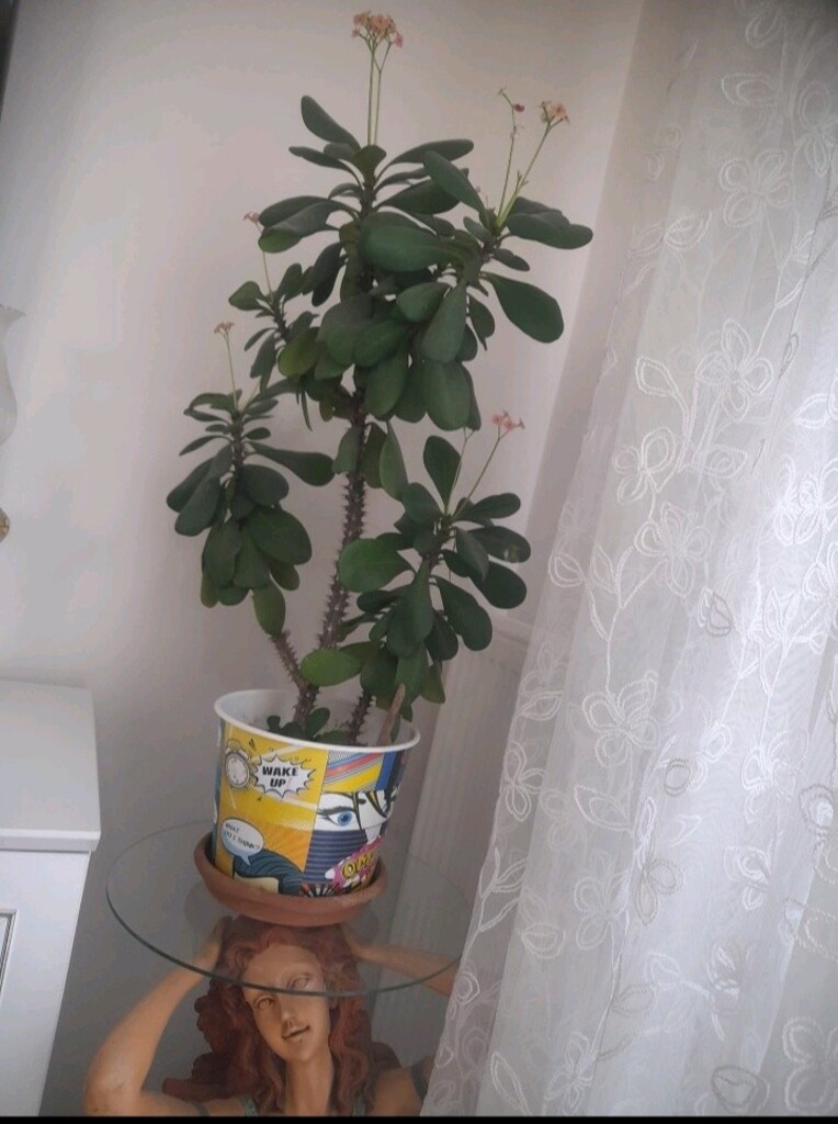 Dikenler Tacı çiçeği 90 CM boyunda - 4