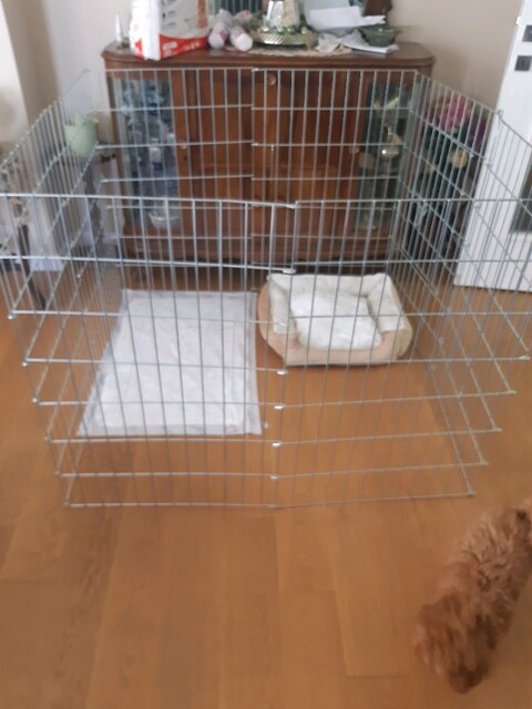 köpek çiti